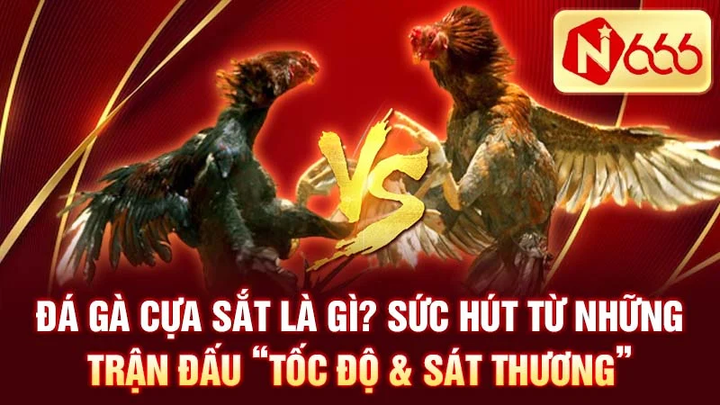 Đá gà cựa sắt là gì? Sức hút từ những trận đấu “tốc độ & sát thương”