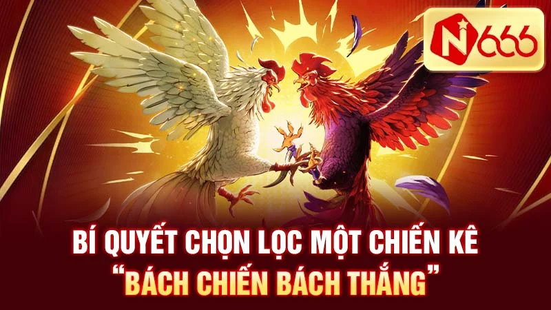 Bí quyết chọn lọc một chiến kê “bách chiến bách thắng”