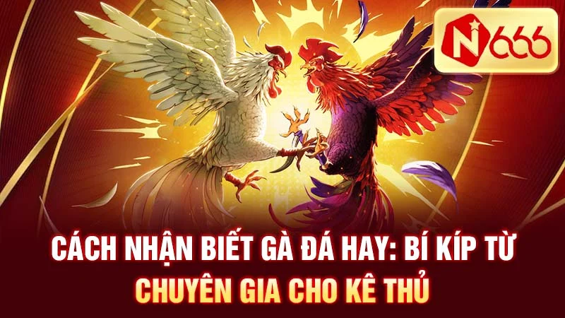 Cách Nhận Biết Gà Đá Hay: Bí Kíp Từ Chuyên Gia Cho Kê Thủ