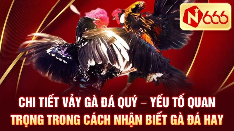 Chi tiết vảy gà đá quý - yếu tố quan trọng trong cách nhận biết gà đá hay.